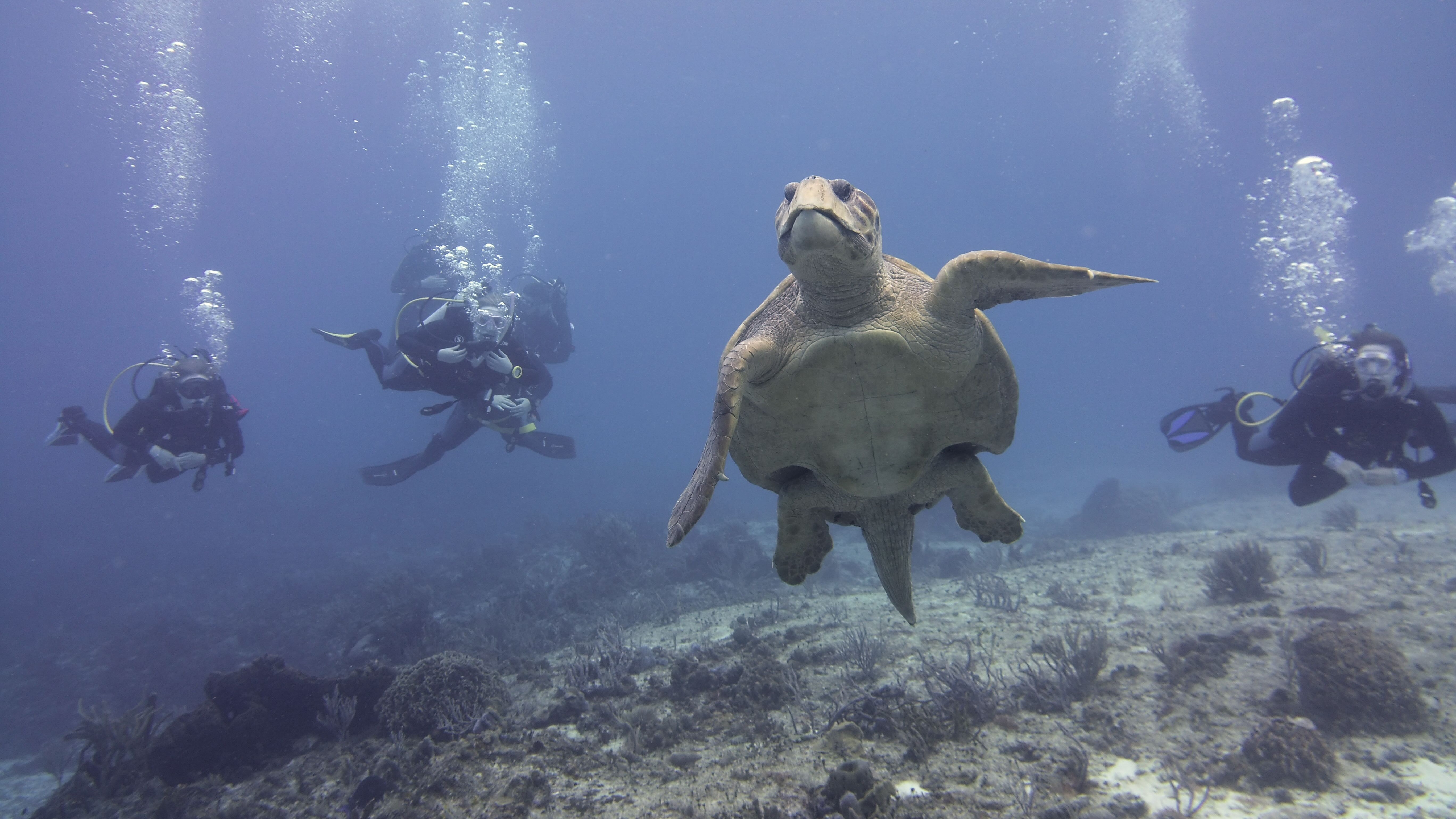 Lou Hirsch dive class
