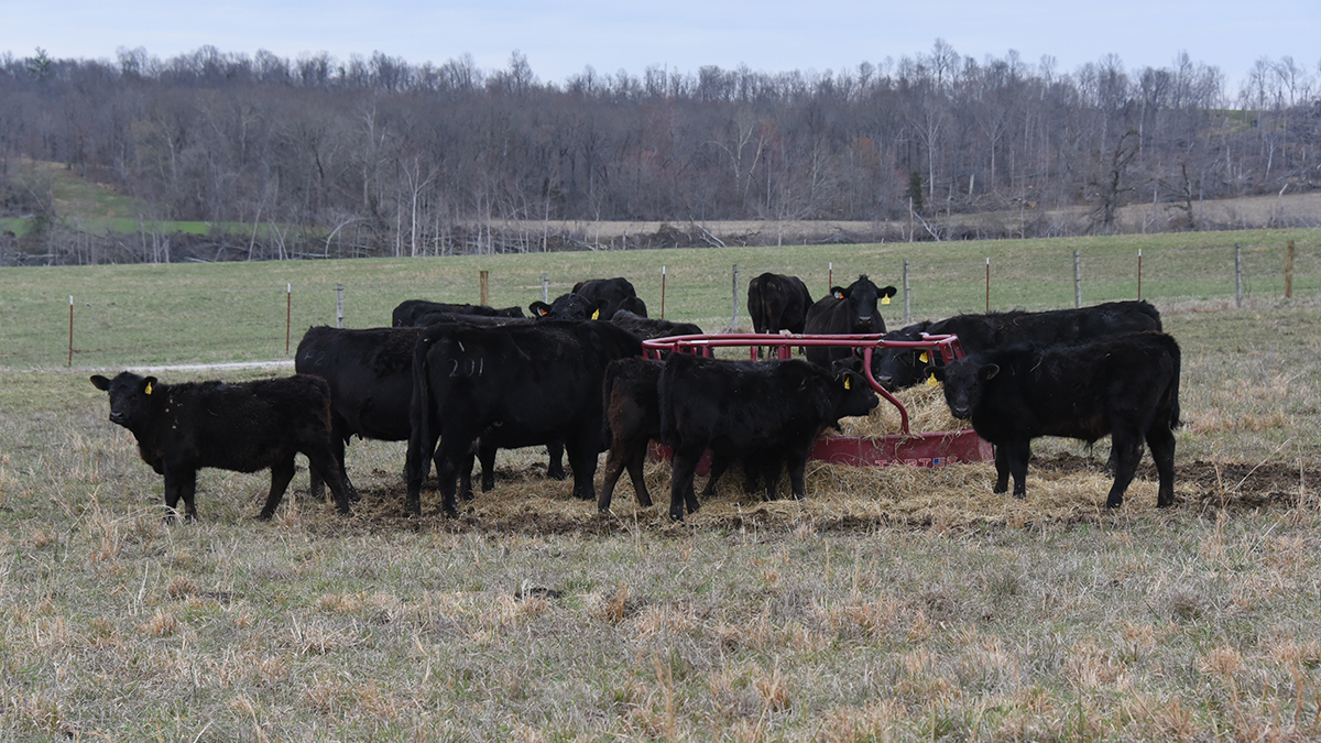 Black cattle eating at a bale feeder, University of Kentucky