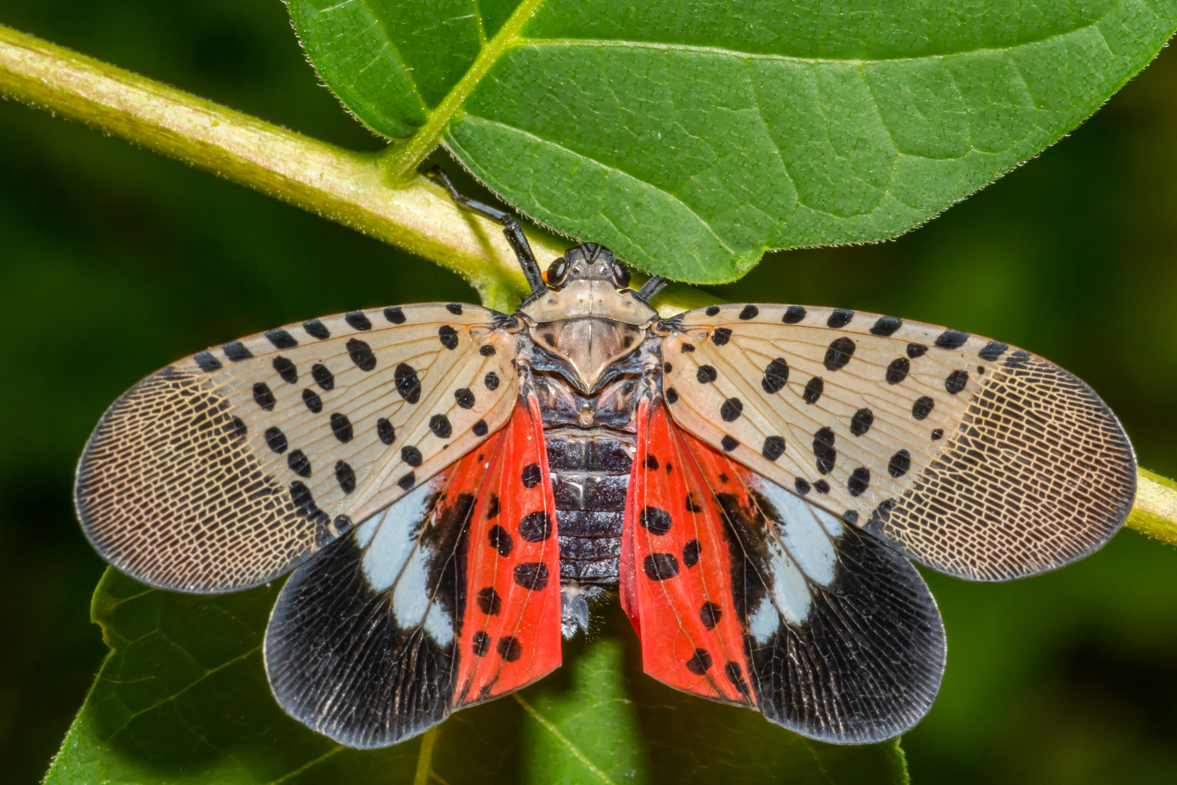 Spotted Lanternfly, Lycorma delicatula. Photo by Adobe Stock