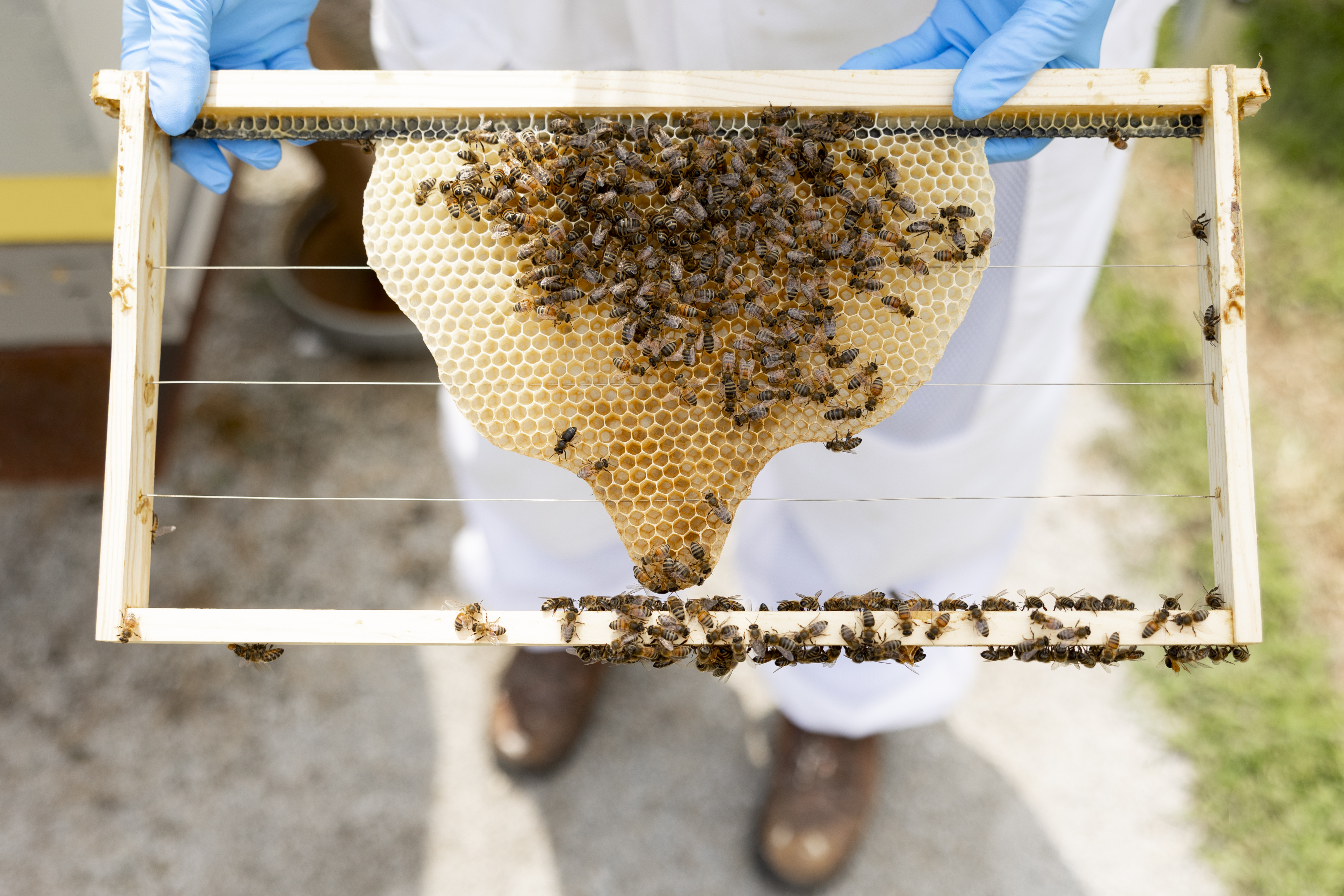 A person in a protective bee suit holds a frame from a beehive to show the honey and bees on it.