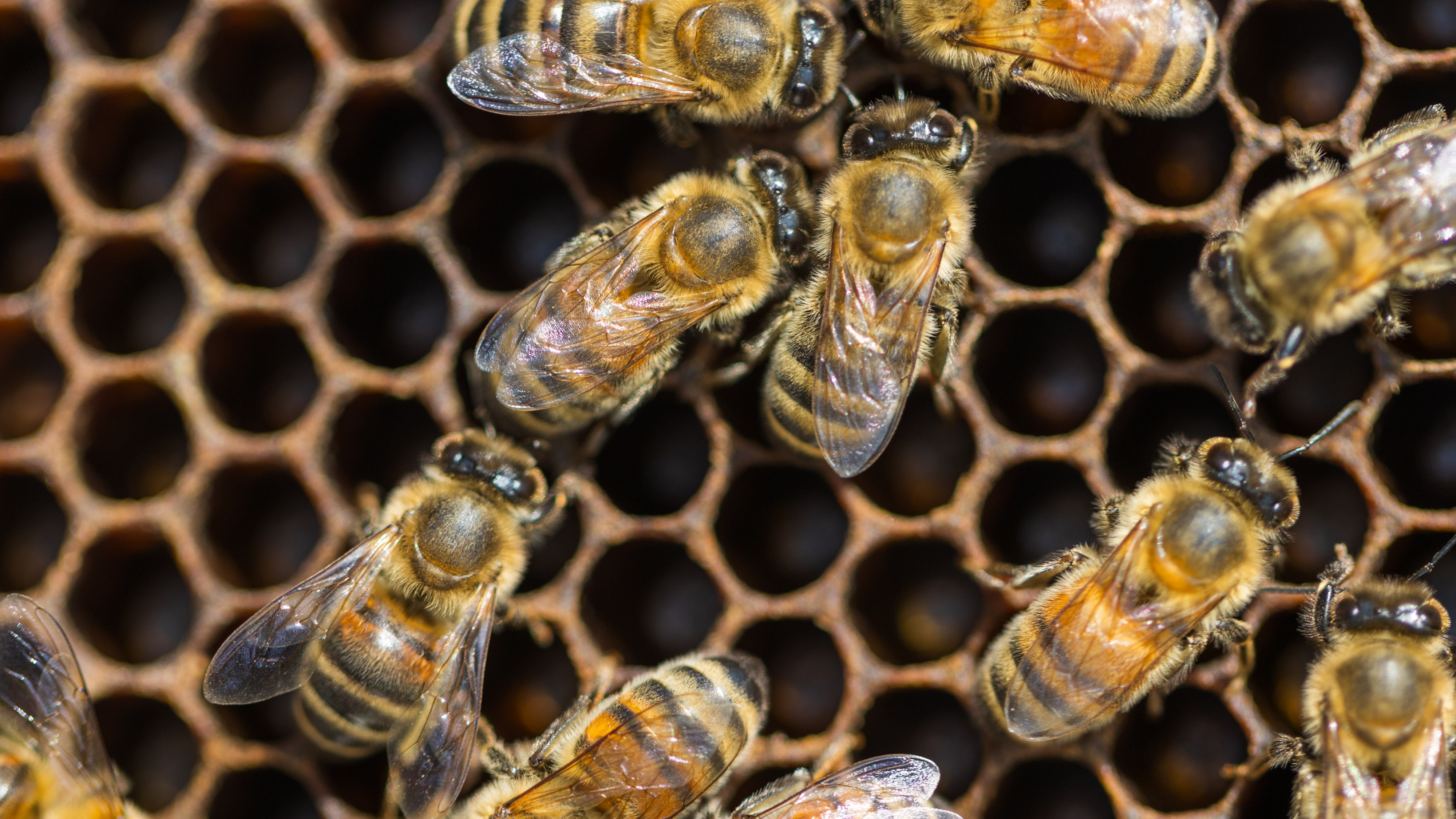 Honey bees. Photo by Martin-Gatton CAFE.