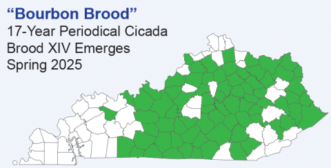 Map of Brood XIV (14) of 17-year periodical cicadas in Kentucky 2025.
