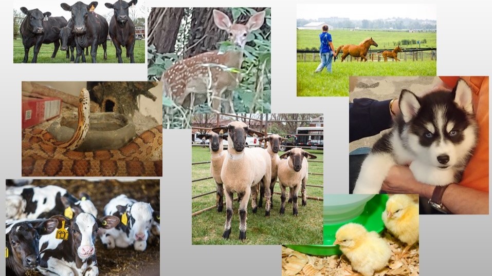 University of Kentucky Pre-Vet