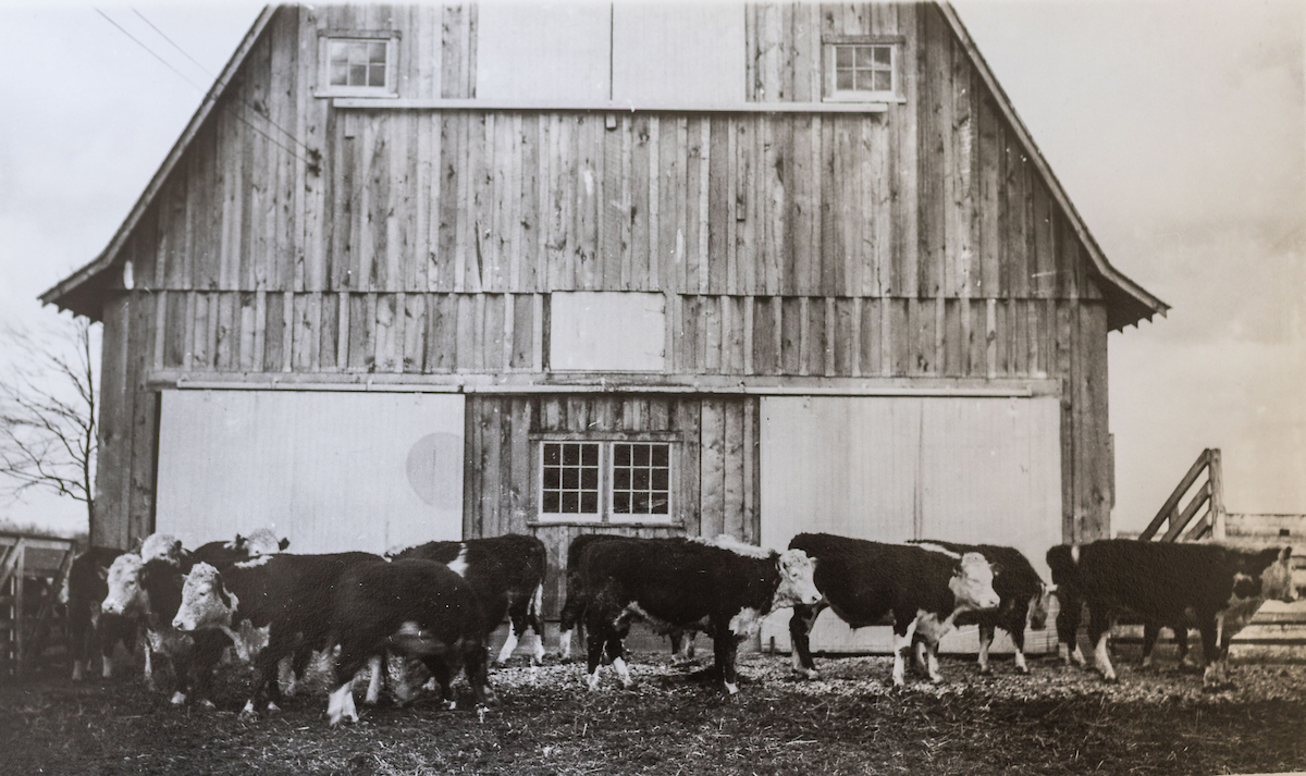 hereford cattle