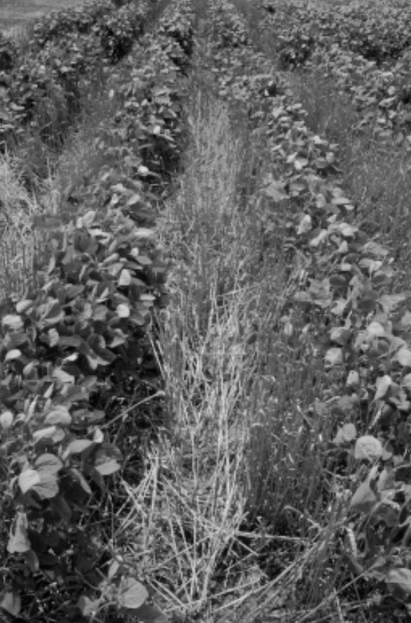 A no-till test plot of wheat and soybeans, UKREC Princeton, KY