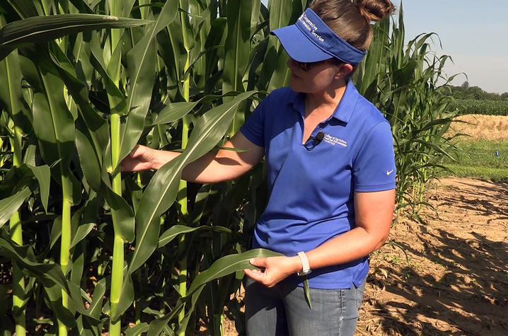UK plant pathology specialist Kiersten Wise looks for the presence of gray leaf spot on corn leaves at the University of Kentucky Research and Education Center in Princeton. Photo by Jason Travis.