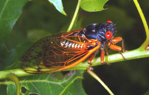 Adult periodical cicada, University of Kentucky