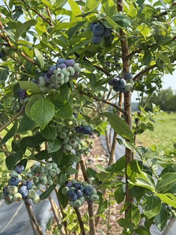 Blueberries at UKREC, Princeton, KY