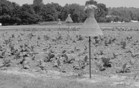 Integrated Pest Management study in horticulture at UKREC, Princeton, KY