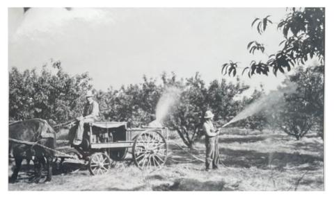 Peach trees at UKREC, Princeton, KY, 1930.