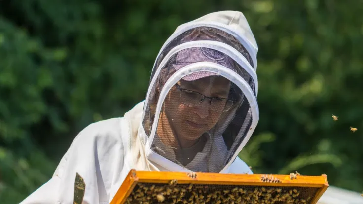 UK researcher’s work understanding honey bees receives prestigious grant