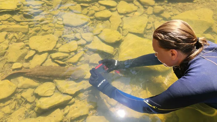 UK studies where Kentucky’s hellbenders live and what they need to survive 