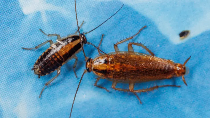 UK–led team awarded $1 million to cut cockroach infestations, asthma risks in affordable housing 