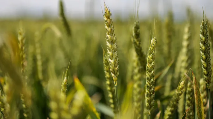 University of Kentucky researchers help develop practical tools to curb wheat diseases 
