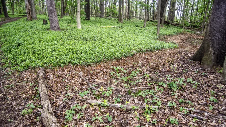 5th Annual Kentucky Invasive Plant Conference set for Nov. 18